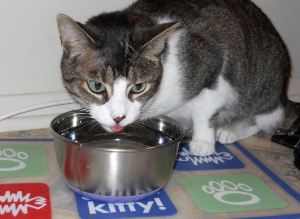 いろいろ習得したい猫技ですが、まずは猫舌から。 (参考:サイエンス 写真はジャスパー君)